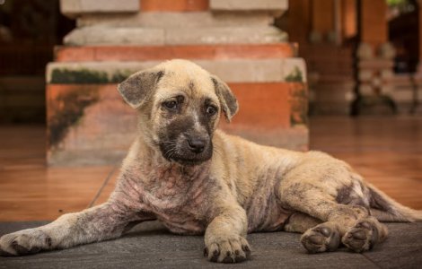 O femeie din SUA a fost arestata pentru ca tinea in congelator cadavrele unor caini