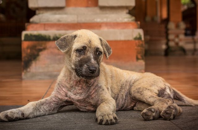 O femeie din SUA a fost arestata pentru ca tinea in congelator cadavrele unor caini