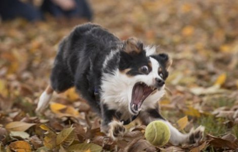  Top  10+ caini surprinsi in cele mai amuzante ipostaze