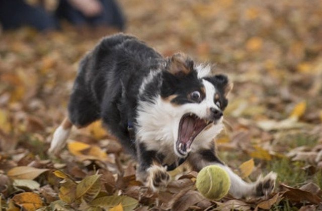 10+ caini surprinsi in cele mai amuzante ipostaze