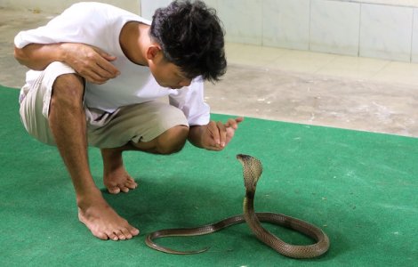 Un adolescent de 14 ani a murit dupa ce a fost muscat de animalul sau de companie - o cobra