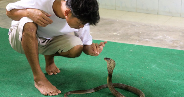 Un adolescent de 14 ani a murit dupa ce a fost muscat de animalul sau de companie - o cobra