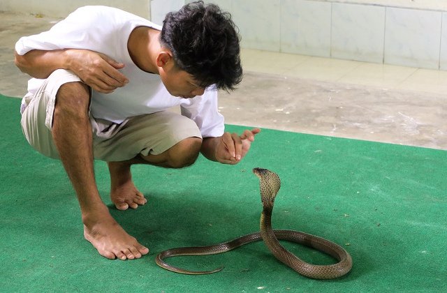 Un adolescent de 14 ani a murit dupa ce a fost muscat de animalul sau de companie - o cobra