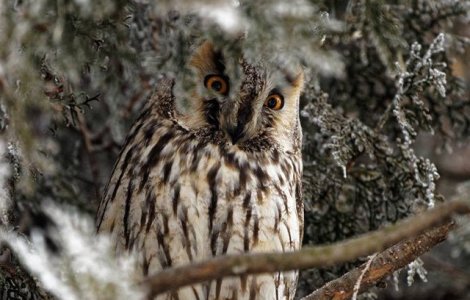 Mures: Ciuf de padure, eliberat in natura dupa ce a fost ingrijit la Centrul de Reabilitare a animalelor salbatice