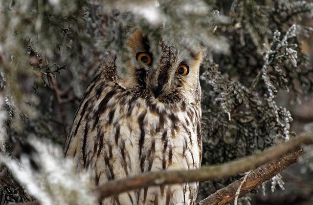 Mures: Ciuf de padure, eliberat in natura dupa ce a fost ingrijit la Centrul de Reabilitare a animalelor salbatice