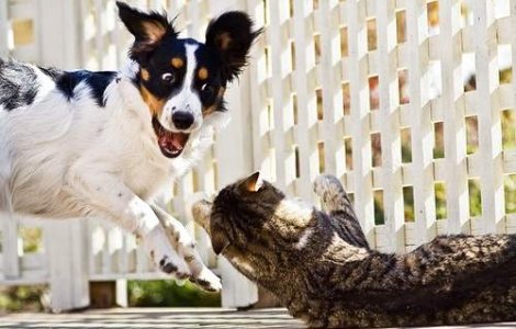 Caini si pisici in 22 de fotografii