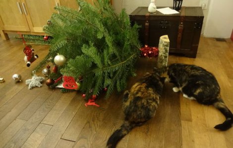  Top  10+ caini si pisici care vad un dusman de temut in bradul de Craciun