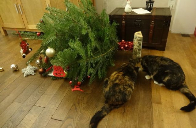 10+ caini si pisici care vad un dusman de temut in bradul de Craciun