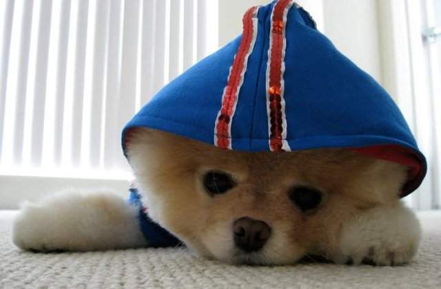 [VIDEO] Catelusul Boo face senzatie pe Facebook