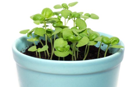  Top  Farmacia din ghivechi