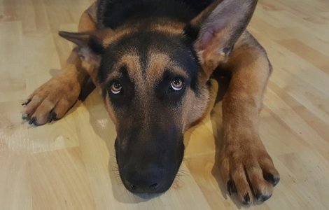 Cainii speriati de artificii nu trebuie ignorati, sfatuiesc expertii in comportamentul animalelor