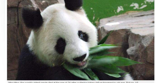Cel mai batran urs panda din lume a murit