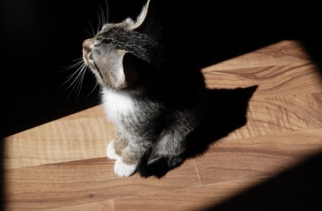 Motivul pentru care pisicile te urmaresc la baie