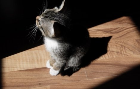 Motivul pentru care pisicile te urmaresc la baie