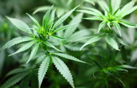 Marijuana in scop recreational, legala de la 1 ianuarie in California