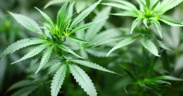 Marijuana in scop recreational, legala de la 1 ianuarie in California