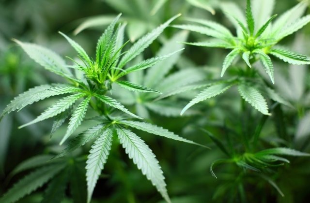 Marijuana in scop recreational, legala de la 1 ianuarie in California