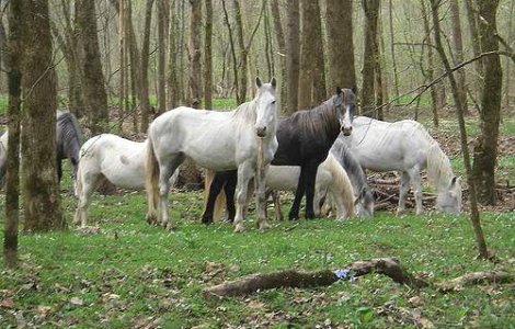 Masacru in Delta: Caii salbatici sunt dusi la abator