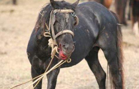 Masacrul cailor din Padurea Letea