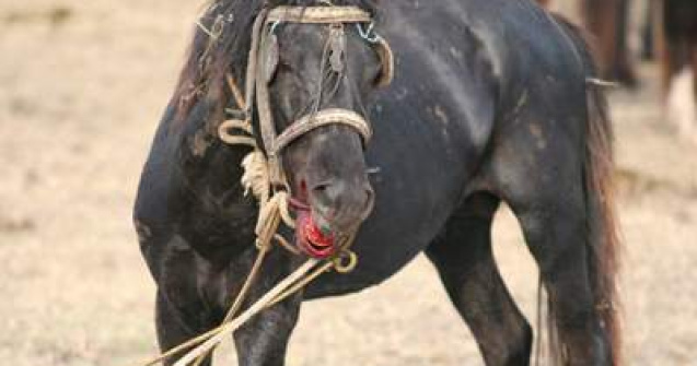 Masacrul cailor din Padurea Letea