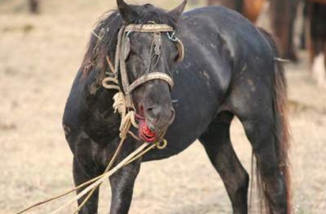 Masacrul cailor din Padurea Letea