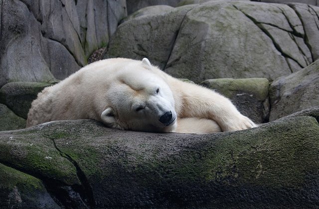 S-a nascut primul pui de urs polar din ultimul sfert de secol din Marea Britanie