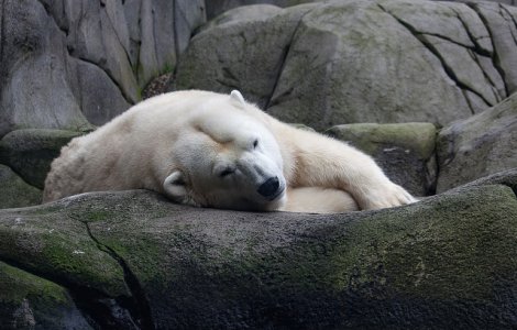 S-a nascut primul pui de urs polar din ultimul sfert de secol din Marea Britanie