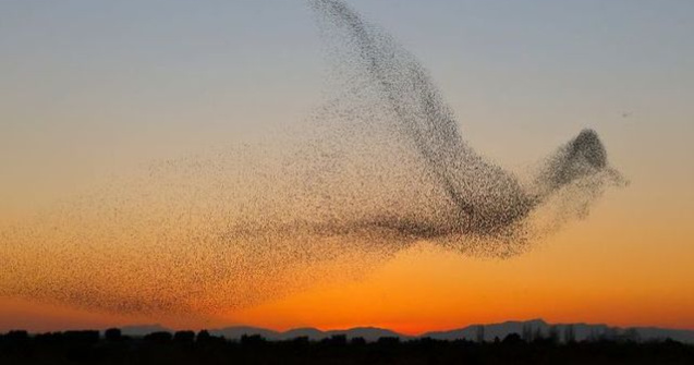 O sansa intr-un milion: Imaginea incredibila surprinsa de un fotograf