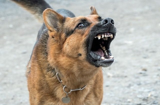 Un batran de 80 de ani a fost sfasiat de caini in curtea unui azil din Valcea