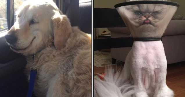  Top  10+ animale care tocmai au fost la veterinar. Expresia lor nu mai are nevoie de explicatii