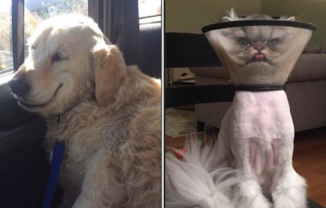  Top  10+ imagini cu animale care tocmai au fost la veterinar