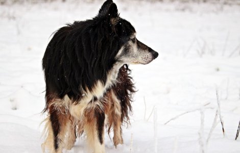 Un caine in varsta care se ratacise in urma unei ninsori abundente in Marea Britanie, gasit dupa 10 zile de cautari