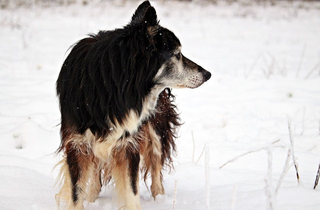Un caine in varsta care se ratacise in urma unei ninsori abundente in Marea Britanie, gasit dupa 10 zile de cautari