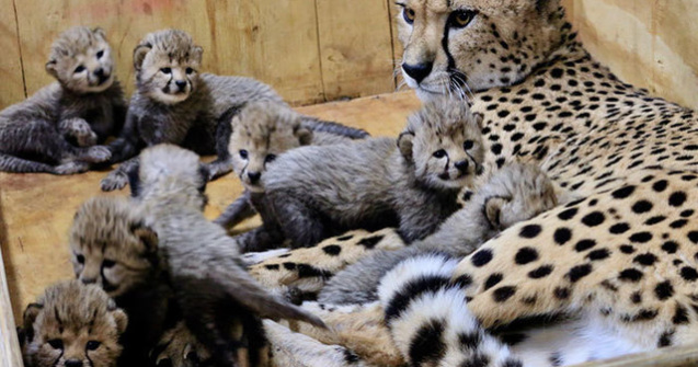  Video  Nastere record: un ghepard a adus pe lume 8 pui