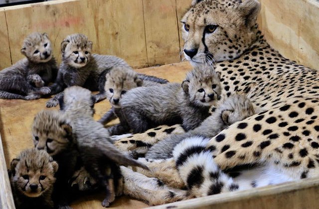 Nastere record la o gradina zoo din SUA: un ghepard a adus pe lume 8 pui / VIDEO