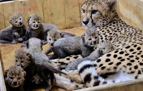 Nastere record la o gradina zoo din SUA: un ghepard a adus pe lume 8 pui / VIDEO