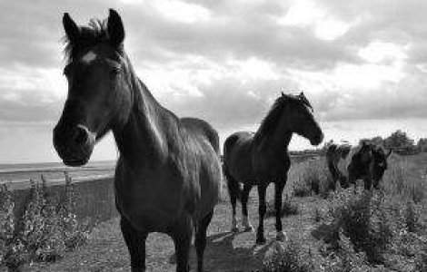  Top  Caii Deltei, atractie turistica sau marfa pentru localnici?