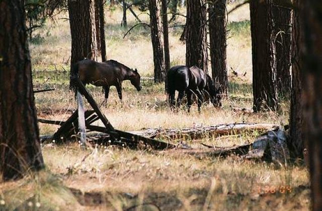 Caii din Padurea Letea au fost salvati