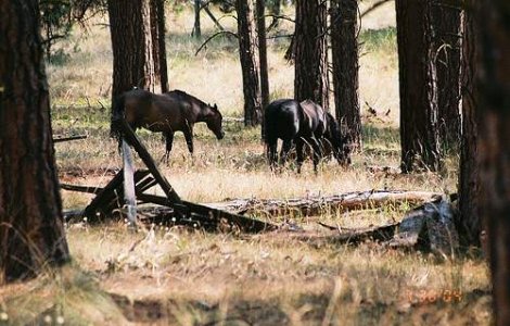 Caii din Padurea Letea au fost salvati