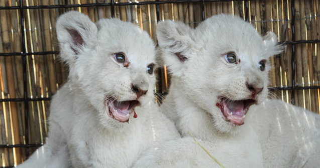 Aceasta este cea mai adorabila familie de albinosi