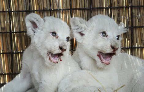 Aceasta este cea mai adorabila familie de albinosi