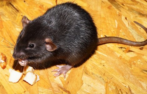 Un bloc din sectorul 2 al Capitalei a fost invadat de sobolani. De unde vin rozatoarele