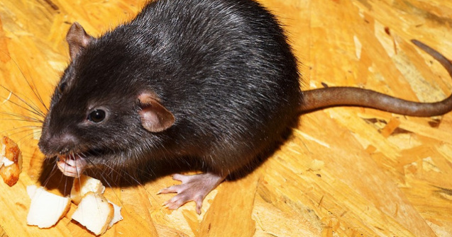 Un bloc din sectorul 2 al Capitalei a fost invadat de sobolani. De unde vin rozatoarele