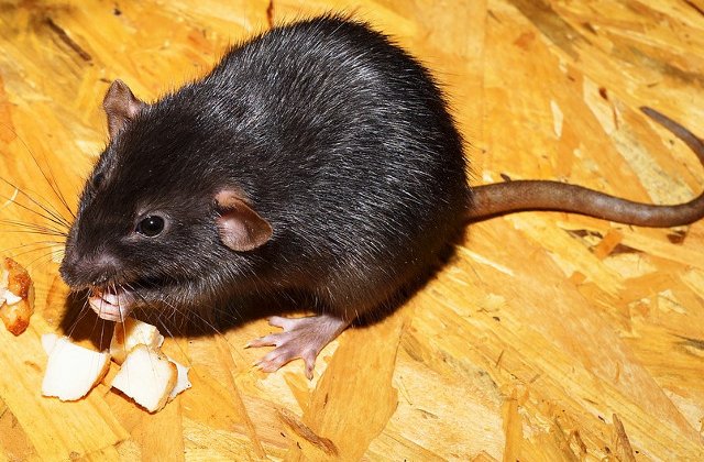 Un bloc din sectorul 2 al Capitalei a fost invadat de sobolani. De unde vin rozatoarele