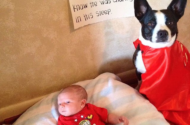 Dragoste neconditionata: 8 caini eroi care au salvat vietile oamenilor