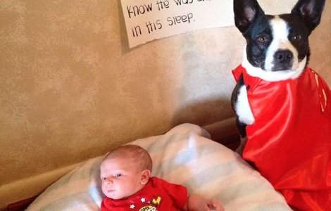  Top  8 caini eroi care au salvat vietile oamenilor