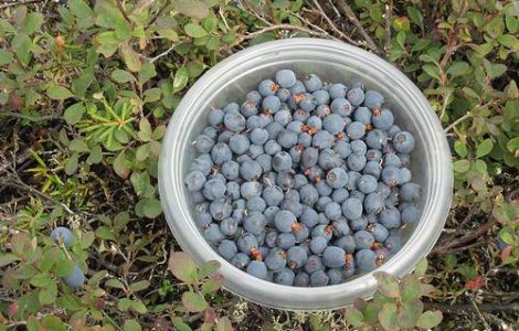 Dieta Mov : Cea mai sanatoasa dieta!