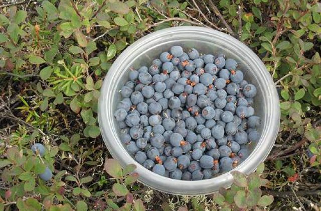 Dieta Mov : Cea mai sanatoasa dieta!