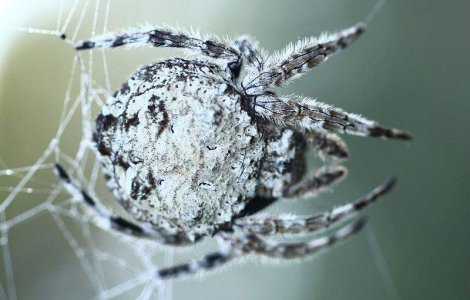  Top  Topul celor mai spectaculoase specii noi descoperite in 2011