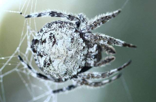 Topul celor mai spectaculoase specii noi descoperite in 2011